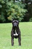 CANE CORSO 1250